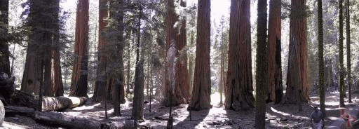 Congress Trail, Giant Forest, Sequoia