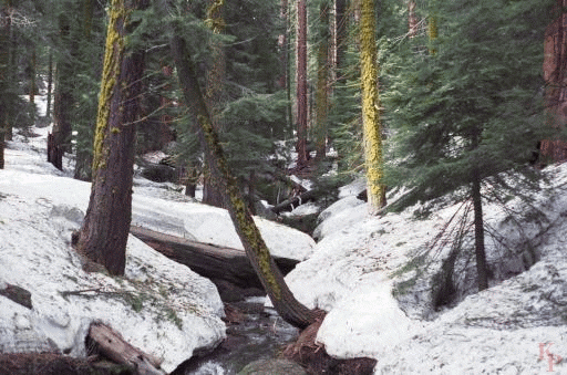 Congress Trail, Giant Forest, Sequoia, June with snow