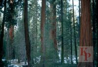 Giant Forest December, Sequoia National Park