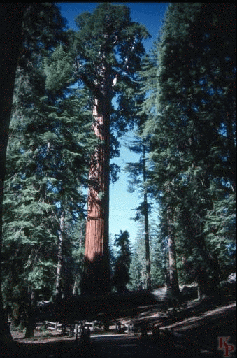 General Grant Tree, Kings Canyon