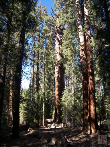 Giant Sequoia, Full View of General Sherman Tree