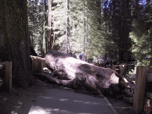 General Sherman Tree, Sequoia, California