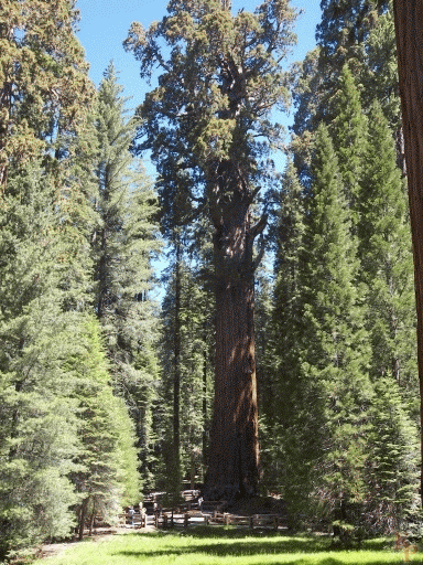 General Sherman Tree, Sequoia, California