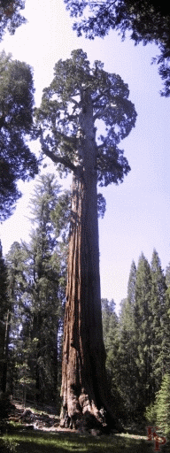 Sequoia in Kings Canyon