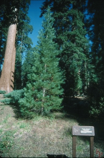 Young Sequoia, Sequoia